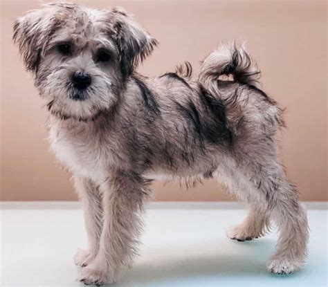 MIX OF SCHNAUZER /SHIH TZU. AGE APROX 3 Years. WEIGHT APROX 12 Lbs. SONIC rescued and fostered in SALTILLO MEXICO. She was reported on Facebook wandering on the streets. A person rescue her but she couldn’t keep her for long time so she asked us to receive her in for shelter. 